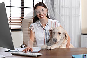 Young woman working at home office and stroking Golden Retriever dog