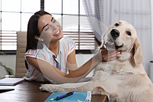 Young woman working at home office and stroking Golden Retriever dog