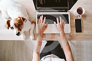 Young woman working on laptop at home, cute small dog besides. stay safe during coronavirus covid-2019 concept