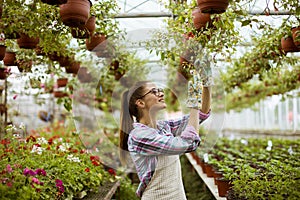 Young woman working with spring flowers in the greenhouse