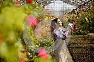 Young woman working with spring flowers in the greenhouse