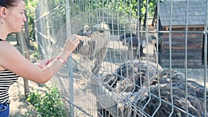 Young woman in Zoo Park, Caucasian girl feeding ostrich