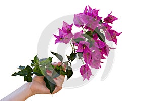 Young womanâ€™s hand holding beautiful bougainvillea twig with pink flowers and green leaves.