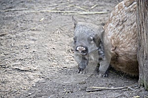 A young wombat