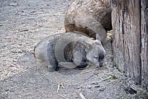 A young wombat