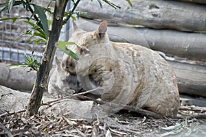 A young wombat is next to its mother