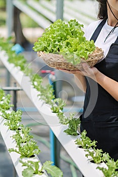 Young women are harvesting organic vegetables from hydroponics to grow vegetables that are healthy. Growing with a hydroponic