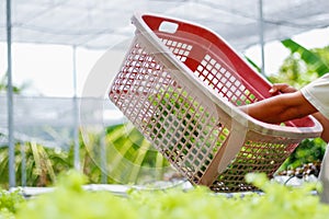 Young women are harvesting organic vegetables from hydroponics to grow vegetables that are healthy. Growing with a hydroponic