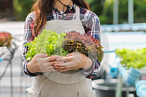 Young women are harvesting organic vegetables from hydroponics to grow vegetables that are healthy. Growing with a hydroponic