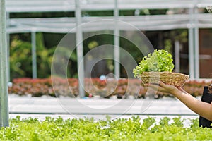 Young women are harvesting organic vegetables from hydroponics to grow vegetables that are healthy. Growing with a hydroponic