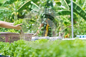 Young women are harvesting organic vegetables from hydroponics to grow vegetables that are healthy. Growing with a hydroponic