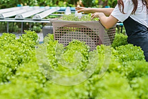 Young women are harvesting organic vegetables from hydroponics to grow vegetables that are healthy. Growing with a hydroponic