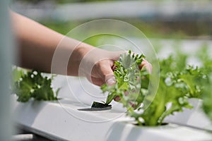 Young women are harvesting organic vegetables from hydroponics to grow vegetables that are healthy. Growing with a hydroponic