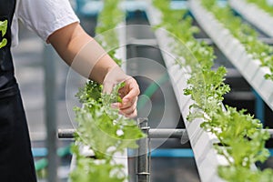Young women are harvesting organic vegetables from hydroponics to grow vegetables that are healthy. Growing with a hydroponic