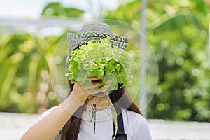 Young women are harvesting organic vegetables from hydroponics to grow vegetables that are healthy. Growing with a hydroponic