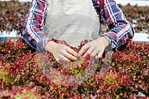 Young women are harvesting organic vegetables from hydroponics to grow vegetables that are healthy. Growing with a hydroponic