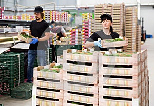 Young women and man in uniform packing mango to crates at factory, checking quality of fruits
