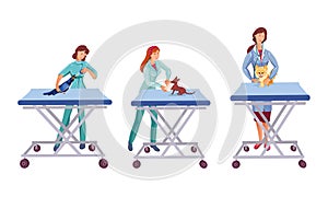Young women veterinarians helping animals in clinic vector illustration