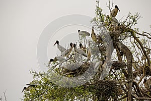 Young Wood Storks in a branched tree with nests, Pantanal Wetlands, Mato Grosso, Brazil