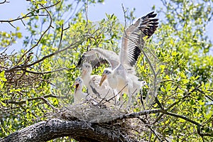 Young Wood Storks In Their Nest With One Trying To Fledge