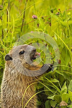 Young Woodchuck Eating Clover