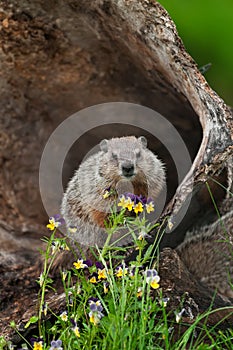 Young Woodchuck Marmota monax Behind Flowers