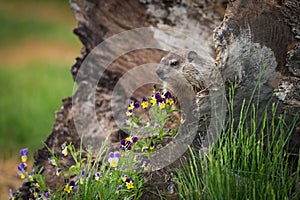 Young Woodchuck Marmota monax and Flowers