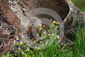 Young Woodchuck Marmota monax Glares Out from Log