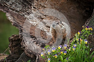 Young Woodchuck Marmota monax Head Up in Log