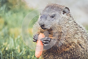 Young Woodchuck Marmota Monax holding carrot