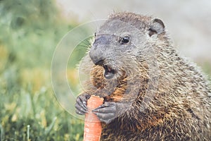 Young Woodchuck Marmota Monax holding carrot low