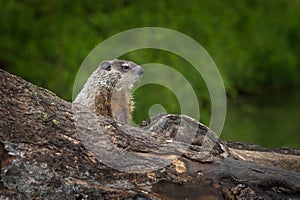 Young Woodchuck Marmota monax Intently Looks Right