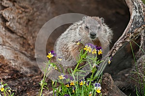 Young Woodchuck Marmota monax Looks Out From Behind Flowers