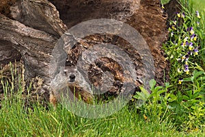 Young Woodchuck (Marmota monax) Looks Out from Beneath Log