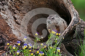 Young Woodchuck (Marmota monax) Looks Out from Inside Log