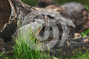 Young Woodchuck Marmota monax Looks Right