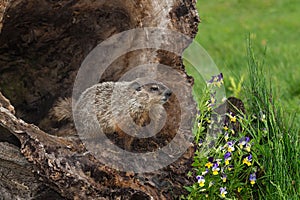 Young Woodchuck Marmota monax At Opening of Hollow Log