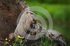 Young Woodchuck Marmota monax Peers Over Log