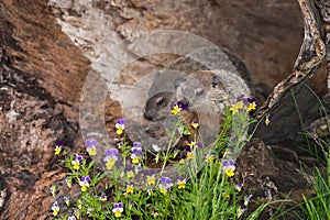 Young Woodchuck (Marmota monax) Sniffs at Flowers