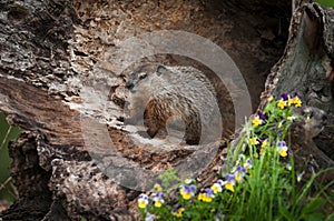 Young Woodchuck Marmota monax Stands Inside Log