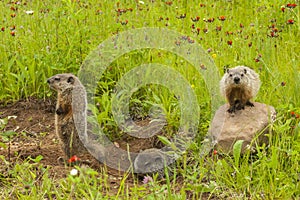 Young Woodchucks At Den