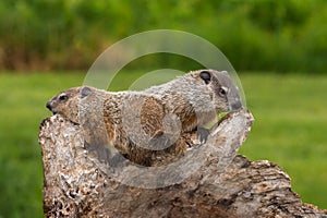 Young Woodchucks (Marmota monax) Atop Log