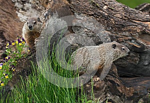 Young Woodchucks Marmota monax Explore Log