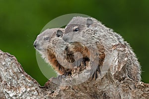 Young Woodchucks Marmota monax Look Left from Atop Log