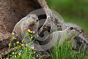 Young Woodchucks (Marmota monax) Look Right from Log