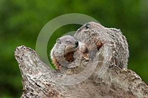 Young Woodchucks Marmota monax Nuzzle