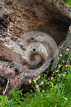 Young Woodchucks (Marmota monax) Sit in Log