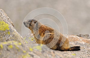 Young woodchuk on a diorite rock photo