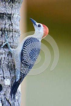 Young woodpecker on the side of a palm tree