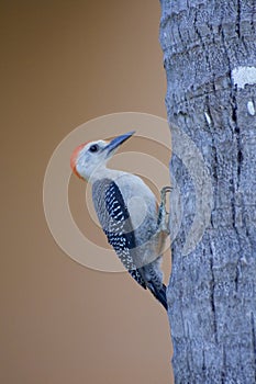 Young woodpecker on the side of a palm tree